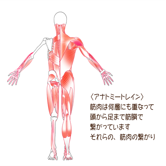 アナトミー・トレインの筋膜のつながりで行う、筋膜リリース、ストレッチ、筋トレは効果的である