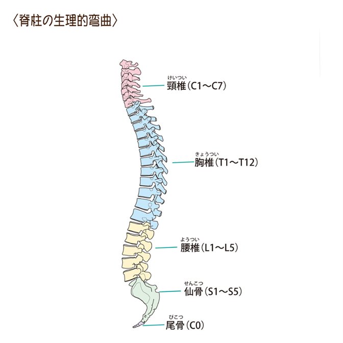 背骨の生理的弯曲に整えることで、側弯症を本当になおして腰椎、胸椎、頸椎の関係性を正常化する
