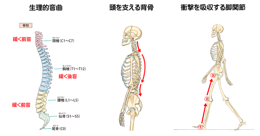 歩く力を維持するためや、腰や脚関節に問題を作らないためにも、脊柱が生理的弯曲を保つことは重要です